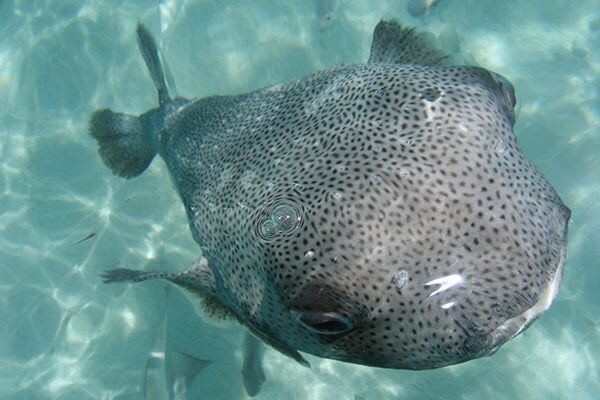 Fish